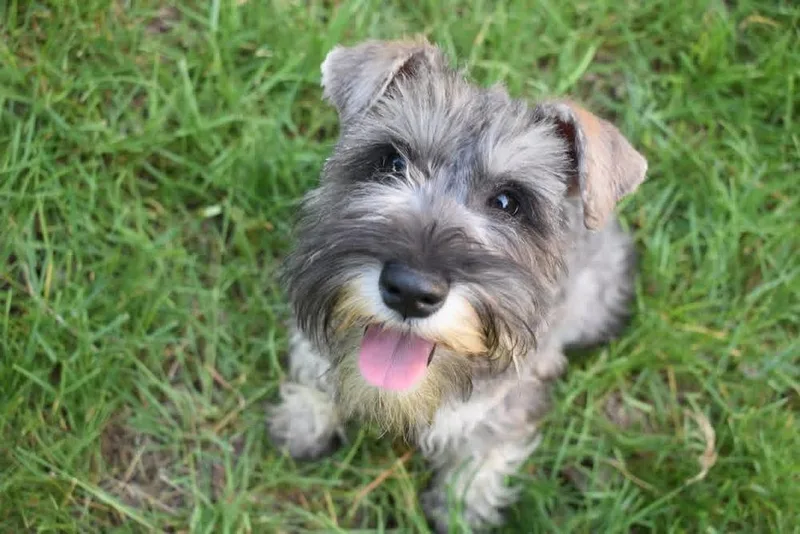 A baby small-sized male Schnauzer dog named Ash for adoption in Grove City, OH