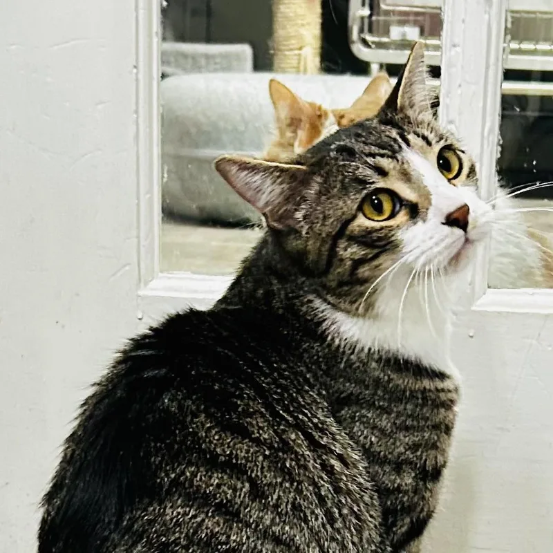 A young medium-sized male Domestic Short Hair cat named Cole for adoption in Crestwood, MO