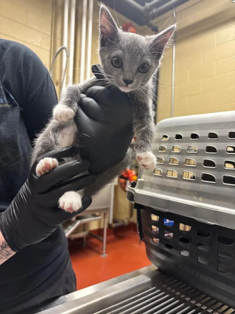 A baby small-sized female Domestic Short Hair cat named Lemon for adoption in Douglasville, GA