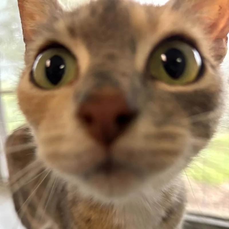 An adult medium-sized female Brown / Chocolate Domestic Short Hair cat named Survey Team for adoption in Carencro, LA