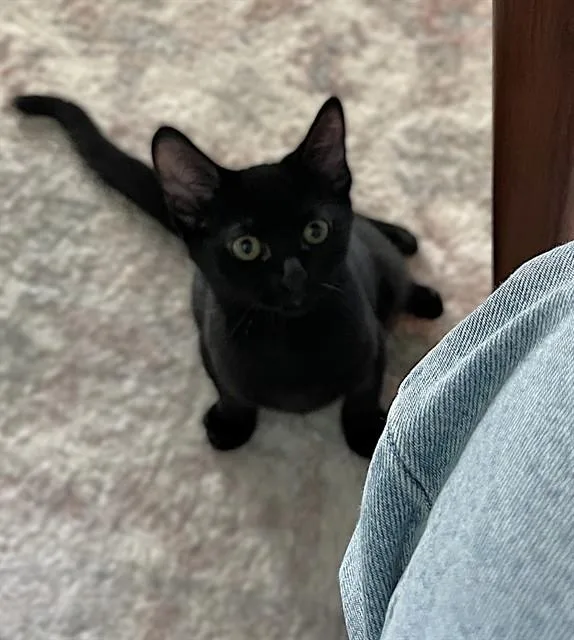 A baby small-sized female Domestic Short Hair cat named Darla for adoption in Sacramento, CA