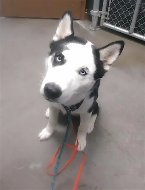 A young large-sized male Siberian Husky dog named Dunkin for adoption in Phoenix, AZ