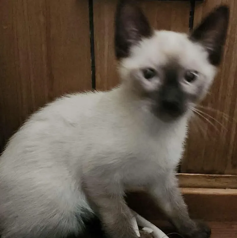 A baby medium-sized male Seal Point Siamese cat named Harry Kain for adoption in Mira Loma, CA