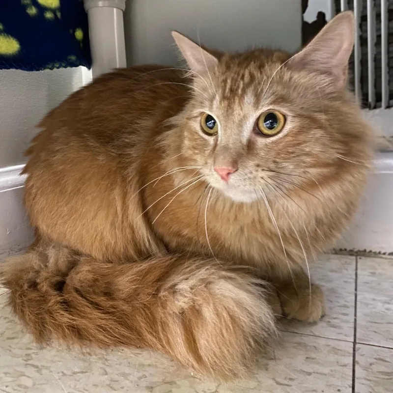 A baby medium-sized male Domestic Medium Hair cat named Blaze for adoption in Fall River, MA