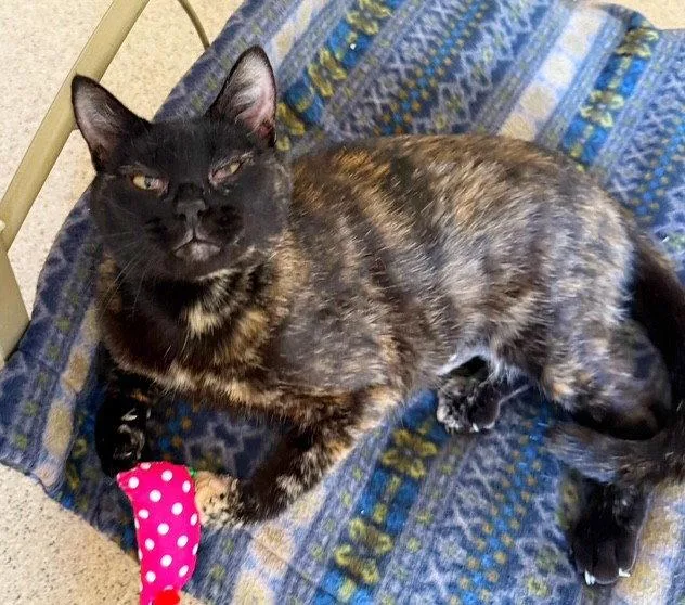 An adult medium-sized female Domestic Short Hair cat named Lucy Lou for adoption in Seal Beach, CA