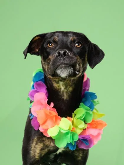 A baby small-sized male Pit Bull Terrier dog named Sugarfriend for adoption in Atlanta, GA