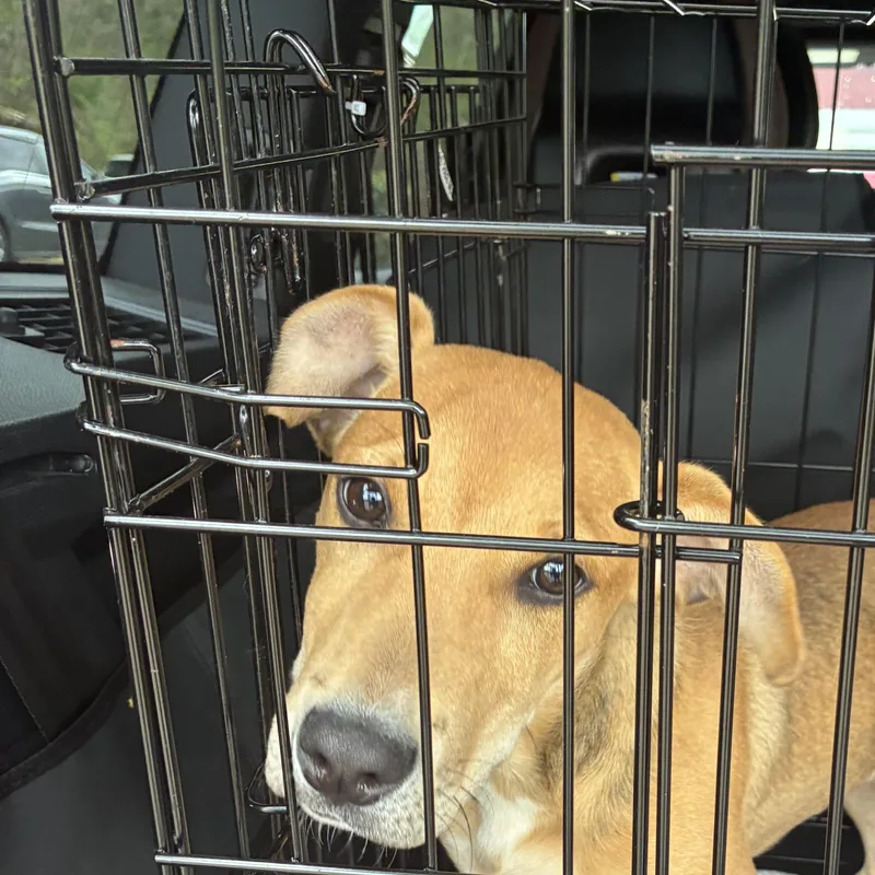 A baby medium-sized female Apricot / Beige Mixed Breed dog named Holly for adoption in New Boston, NH