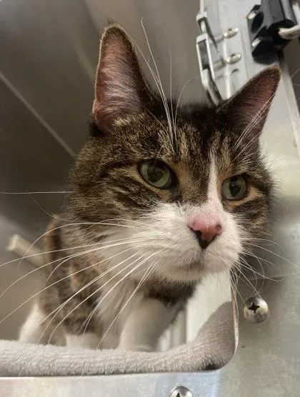 An adult medium-sized female Domestic Short Hair cat named Fraggle for adoption in Westland, MI
