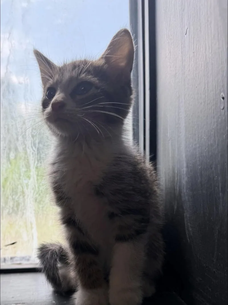 A young medium-sized female Tabby (Buff / Tan / Fawn) Domestic Short Hair cat named Pearl for adoption in Vicksburg, MS
