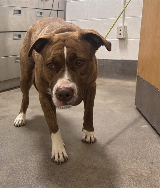 A young large-sized female Pit Bull Terrier dog named Suki for adoption in Upper Marlboro, MD