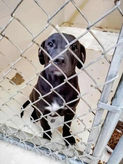 A baby medium-sized male Mixed Breed dog named Ryker for adoption in Port Saint Joe, FL