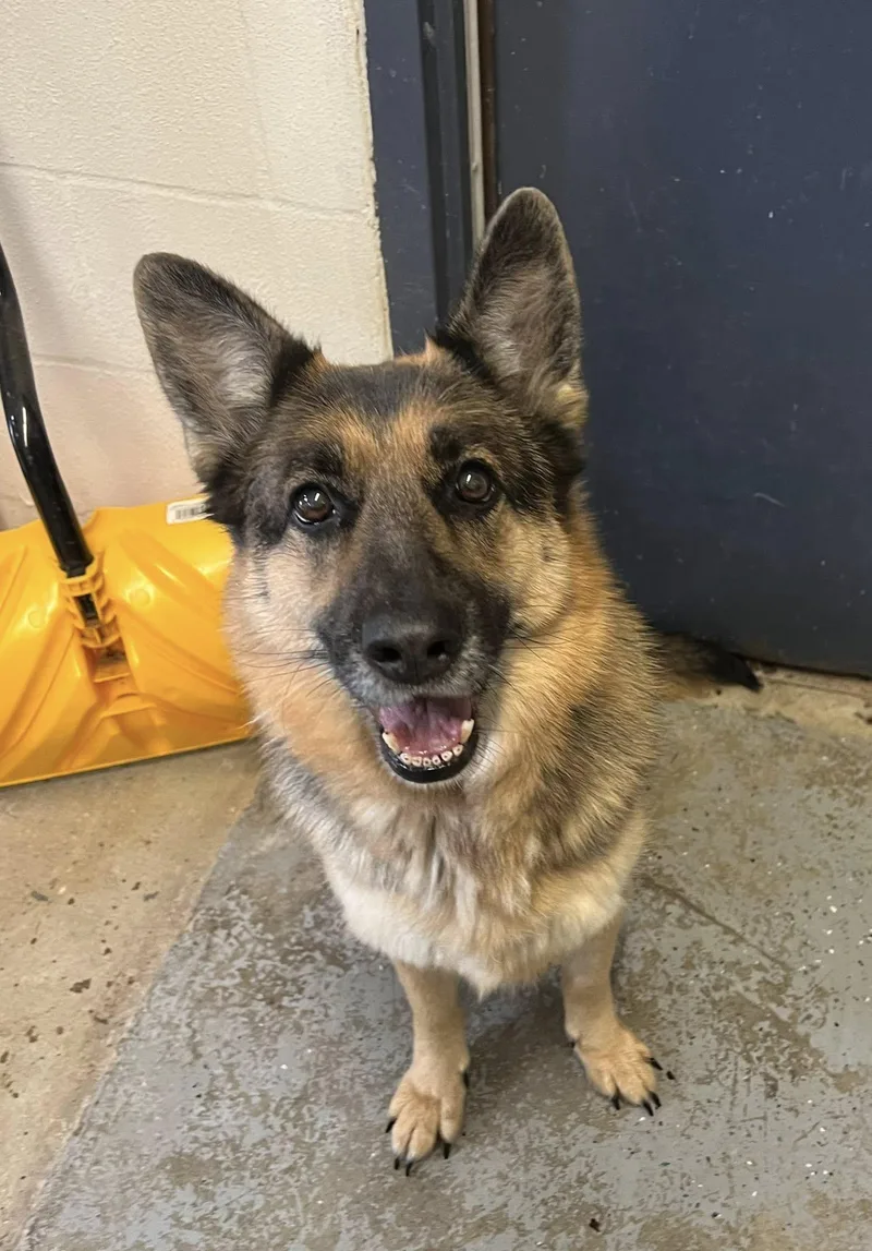 An adult large-sized female German Shepherd Dog dog named Piper for adoption in Tolland, CT