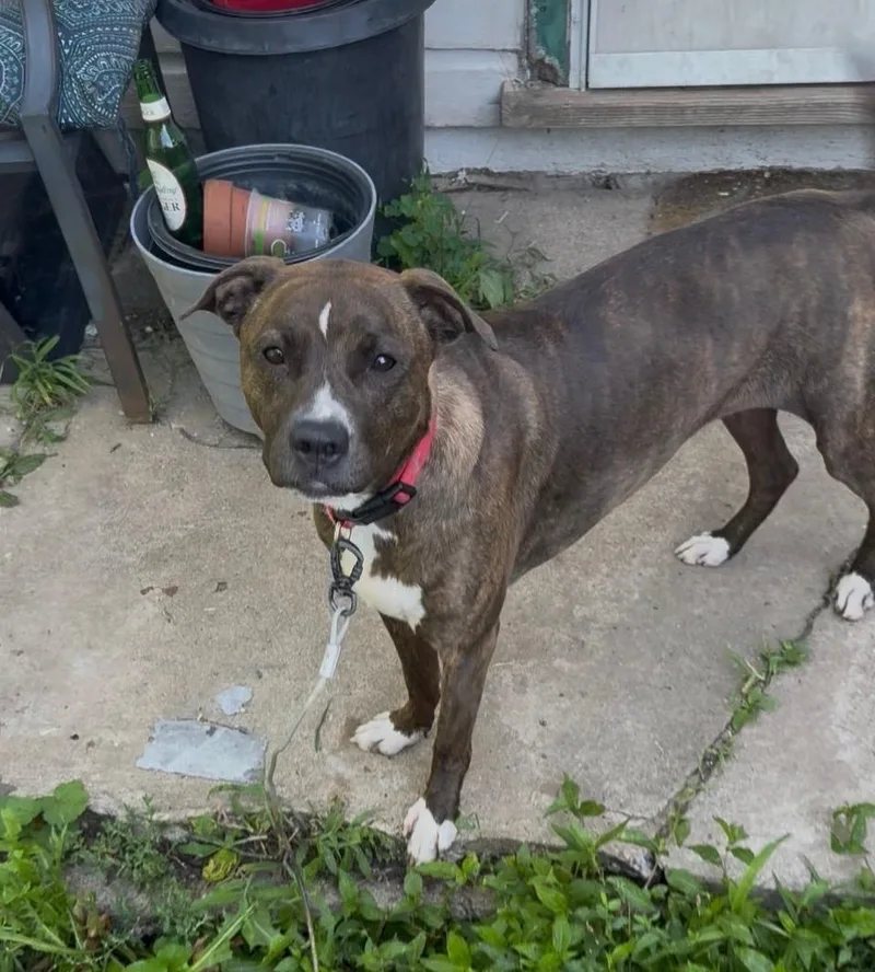 A young medium-sized female Pit Bull Terrier dog named Phoenix for adoption in Kutztown, PA