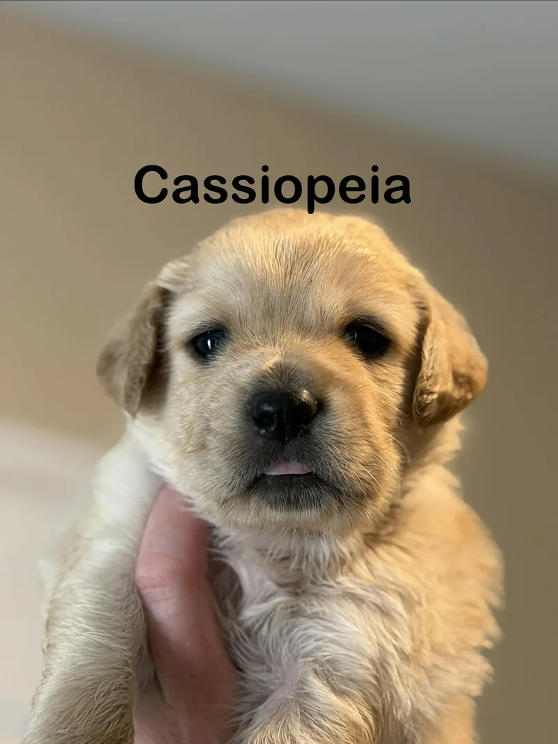 A baby small-sized female Scottish Deerhound dog named Cassiopeia for adoption in St. Clair Shores, MI