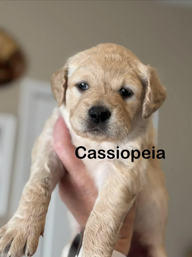 Cassiopeia thumbnail 2