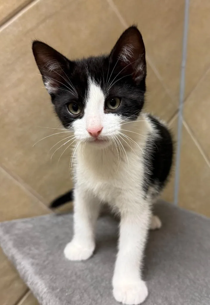 A baby medium-sized male Domestic Short Hair cat named Theodore for adoption in Midland, TX