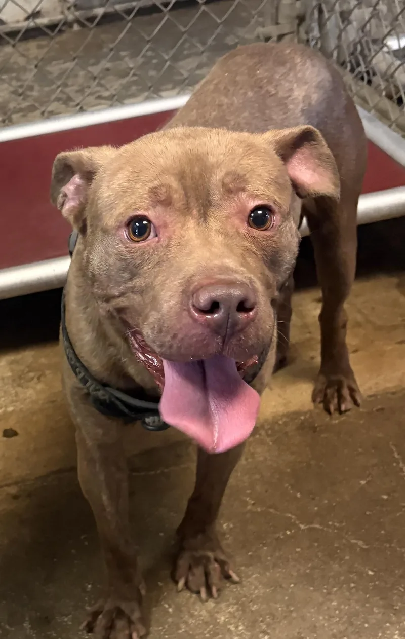 A young medium-sized male Pit Bull Terrier dog named Mack HOLD for adoption in Canton, OH