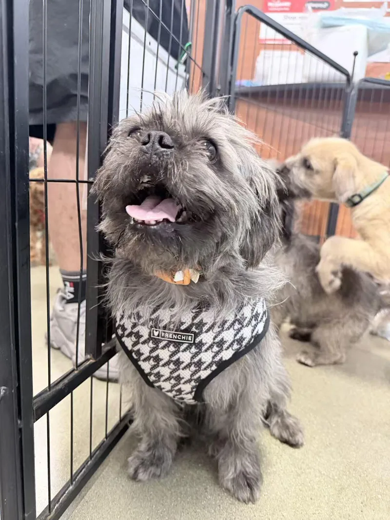 A young small-sized male Black Shih Tzu dog named Theo for adoption in Van Nuys, CA