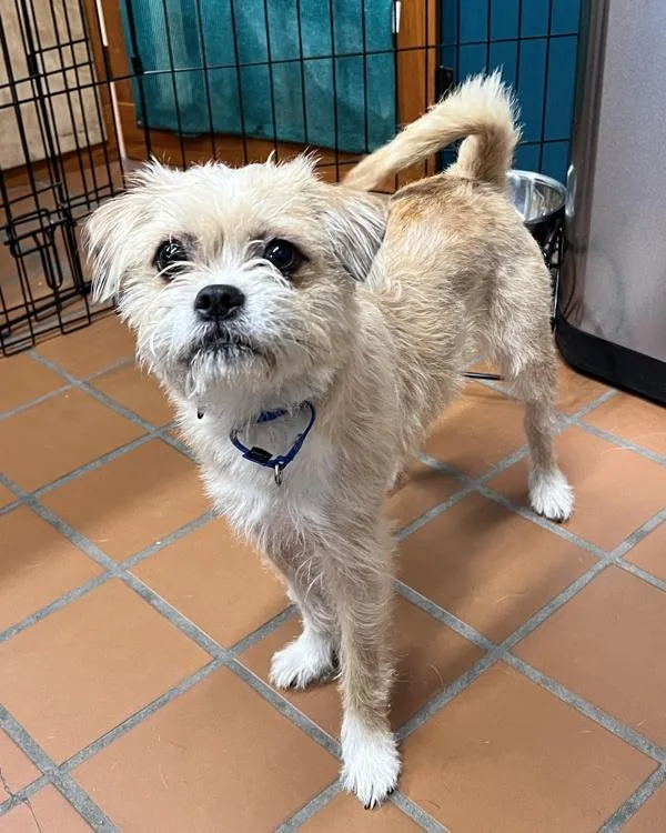 A young small-sized female Terrier dog named Chira for adoption in Novato, CA