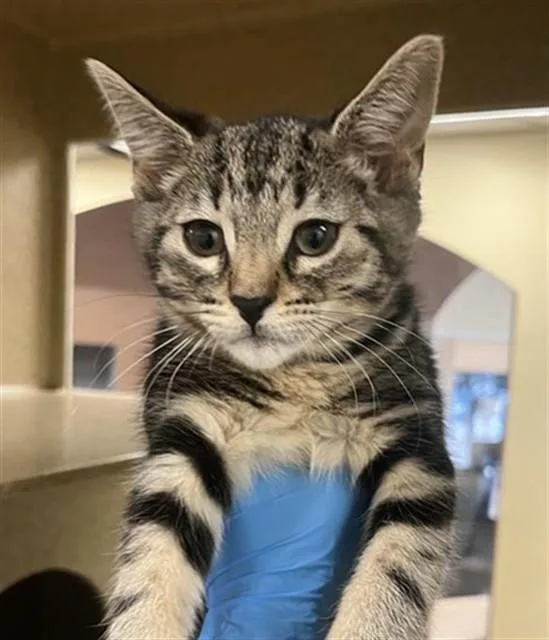 A baby small-sized male Domestic Short Hair cat named Diego for adoption in Sacramento, CA