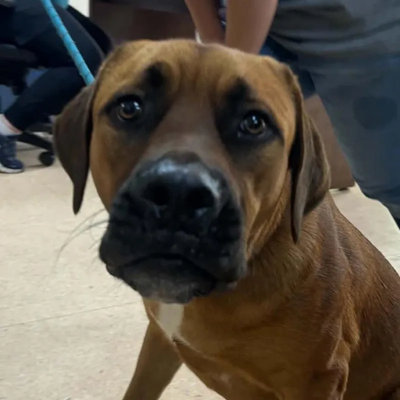A young large-sized male Red / Chestnut / Orange Mixed Breed dog named Romeo for adoption in Tyler, TX