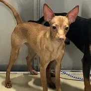 A young small-sized female Miniature Pinscher dog named Olivia for adoption in Tampa, FL