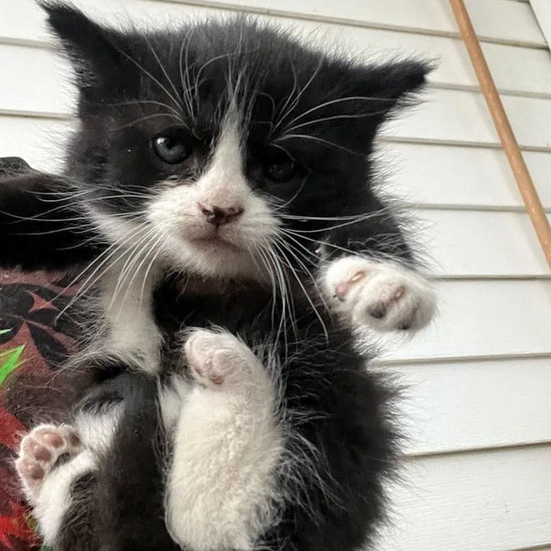 A baby small-sized female Black Domestic Medium Hair cat named Sabrina "brina" for adoption in Ringtown, PA