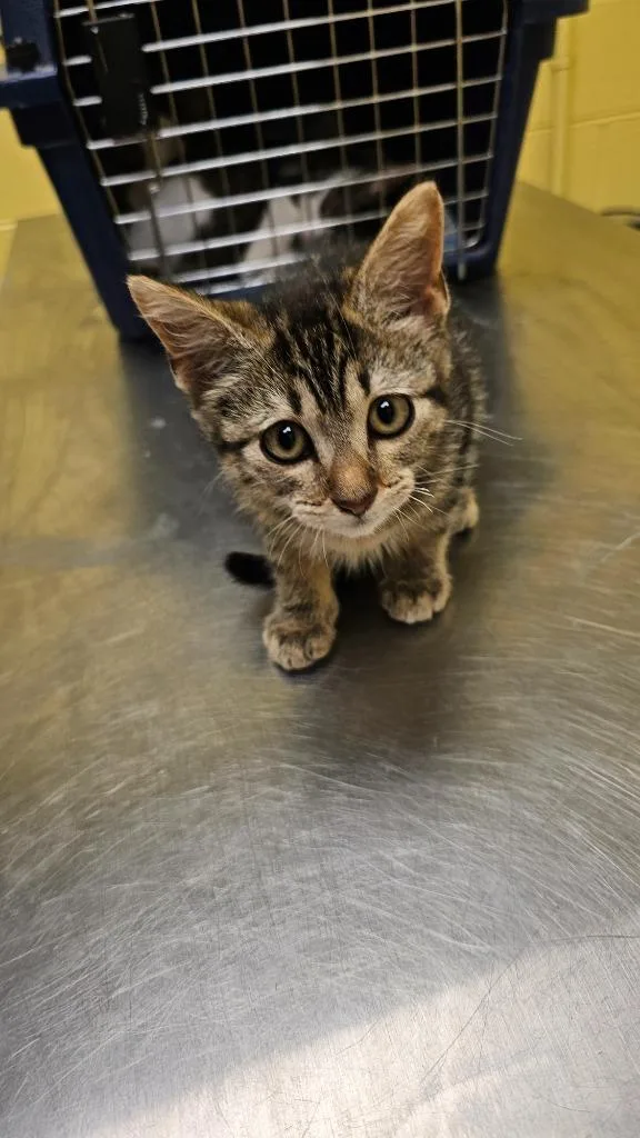 A baby small-sized female Domestic Short Hair cat named Miss Purrfect for adoption in Crossville, TN
