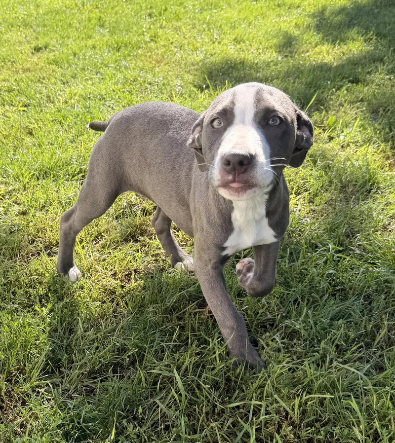 A baby medium-sized female Gray / Blue / Silver Mixed Breed dog named Maple for adoption in Lapeer, MI