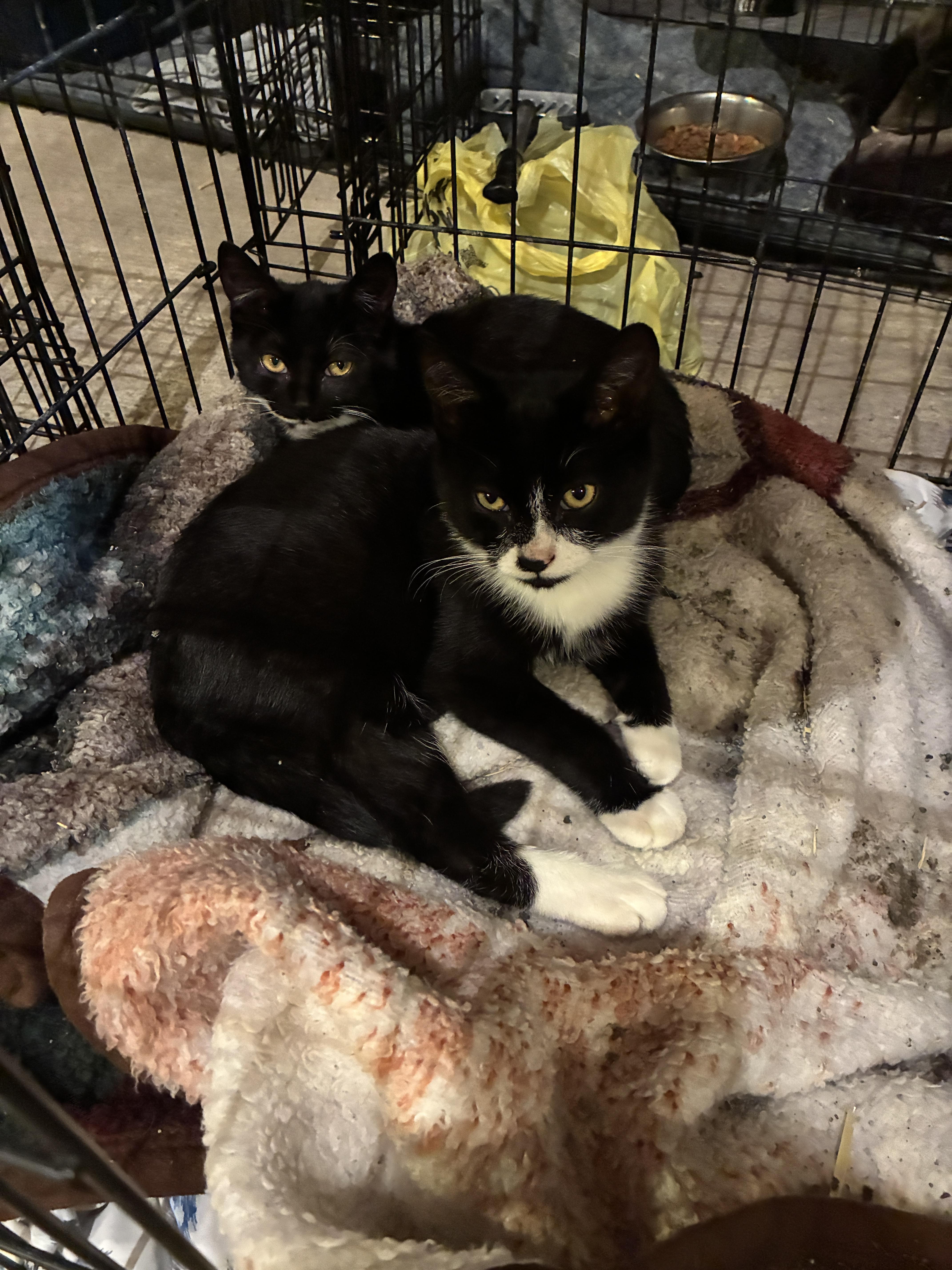 A baby small-sized male Black & White / Tuxedo Tuxedo cat named Brother and Sister for adoption in Marlette, MI