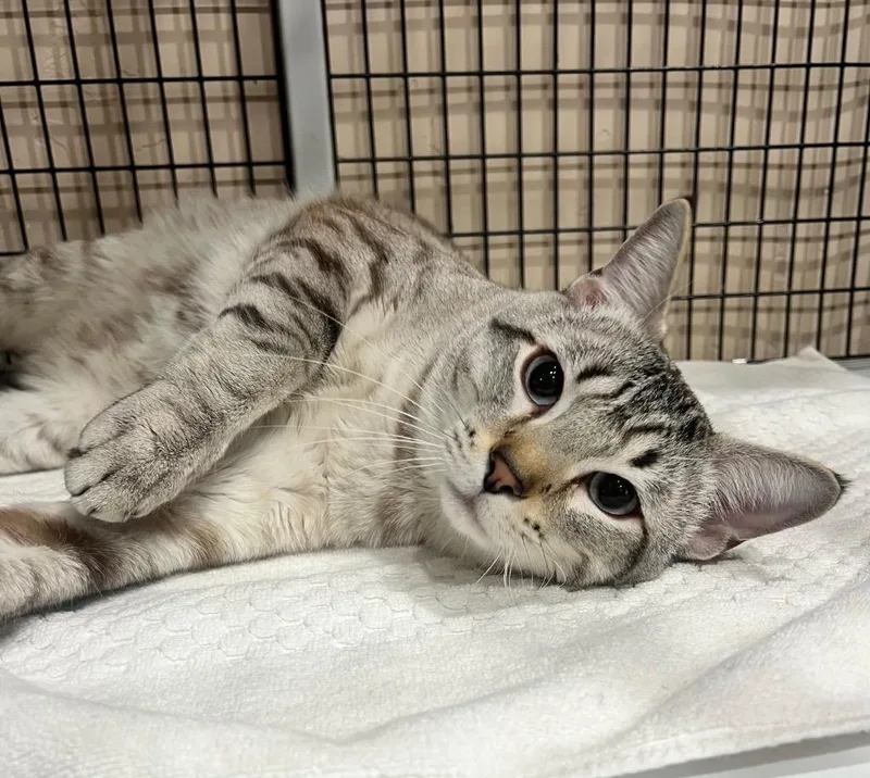 A young small-sized male Domestic Short Hair cat named Kerian for adoption in Cottonwood, AZ
