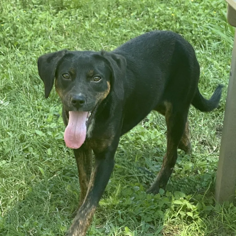 A baby medium-sized female Labrador Retriever dog named Winifred for adoption in Brenham, TX
