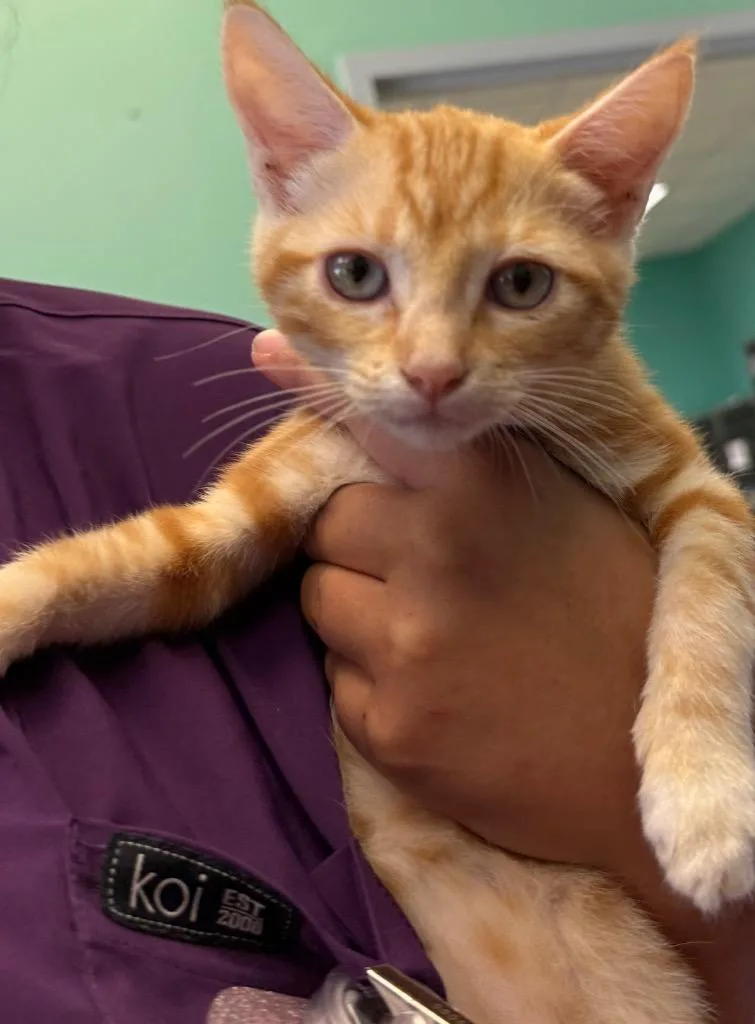 A baby small-sized female Domestic Short Hair cat named Daisy for adoption in Belton, TX