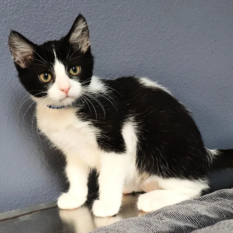 A baby small-sized male Black Domestic Short Hair cat named McFlurry for adoption in Lakeland, FL