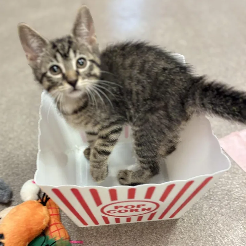 A baby small-sized male Brown / Chocolate Domestic Short Hair cat named Spartan for adoption in South Elgin, IL