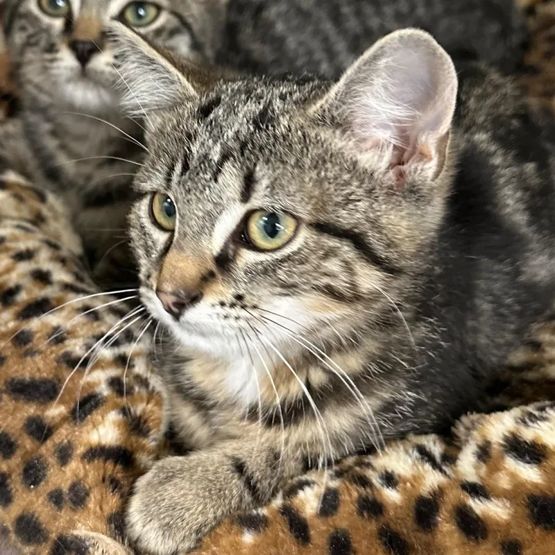 A baby small-sized female Brown / Chocolate Domestic Short Hair cat named Leia for adoption in Priest River, ID