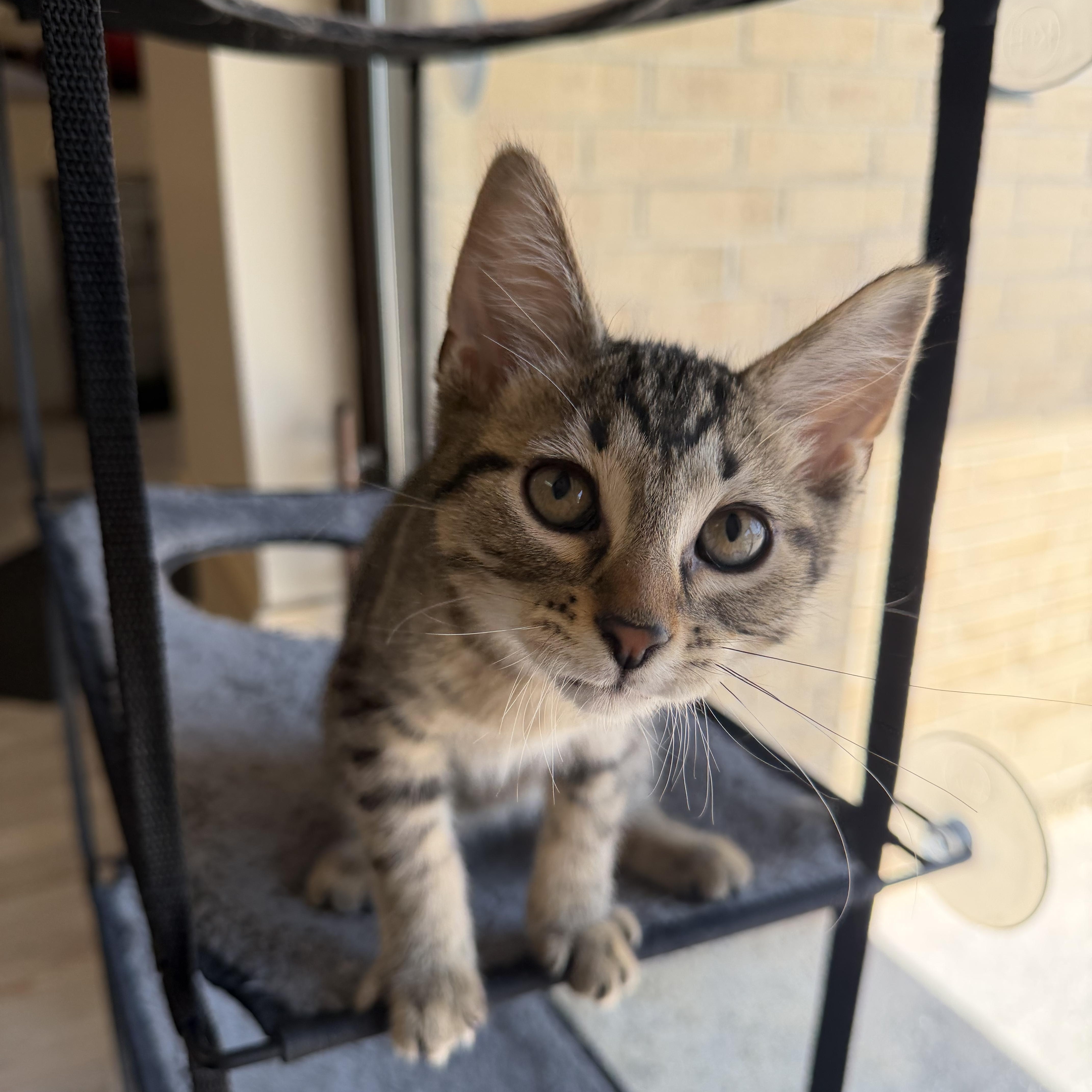 A baby medium-sized male Tabby (Brown / Chocolate) Domestic Short Hair cat named George for adoption in Madison, WI