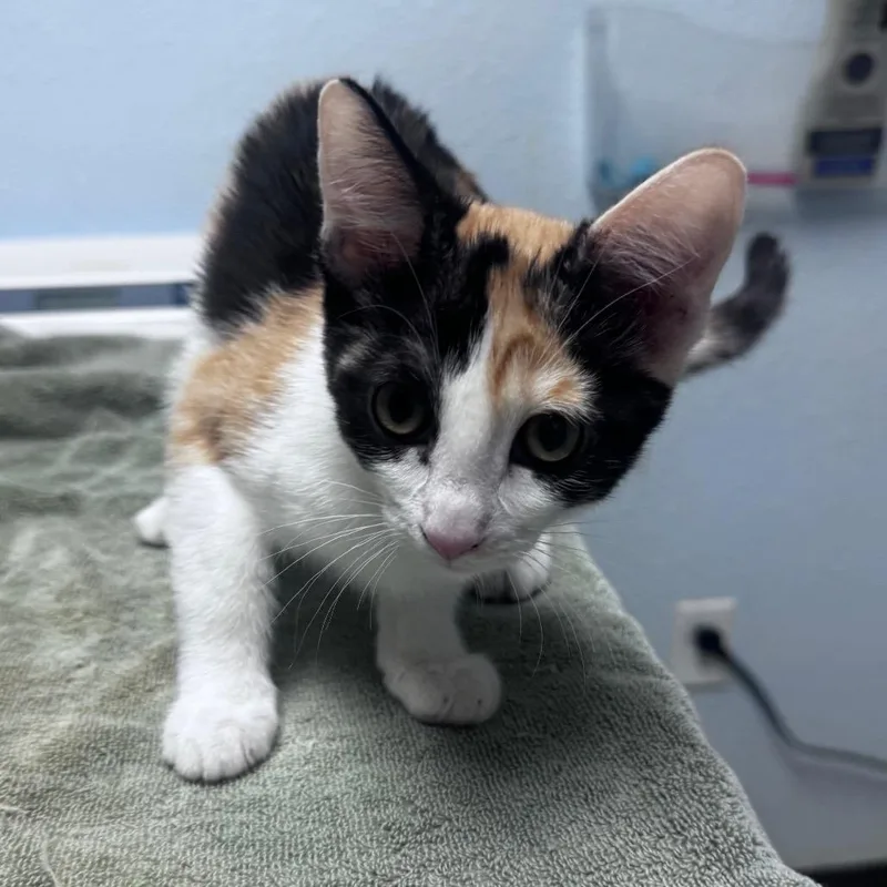 A baby small-sized female Calico Domestic Short Hair cat named Sesame for adoption in Riverside, CA