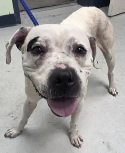 An adult medium-sized female Mixed Breed dog named Burgett for adoption in Savannah, GA