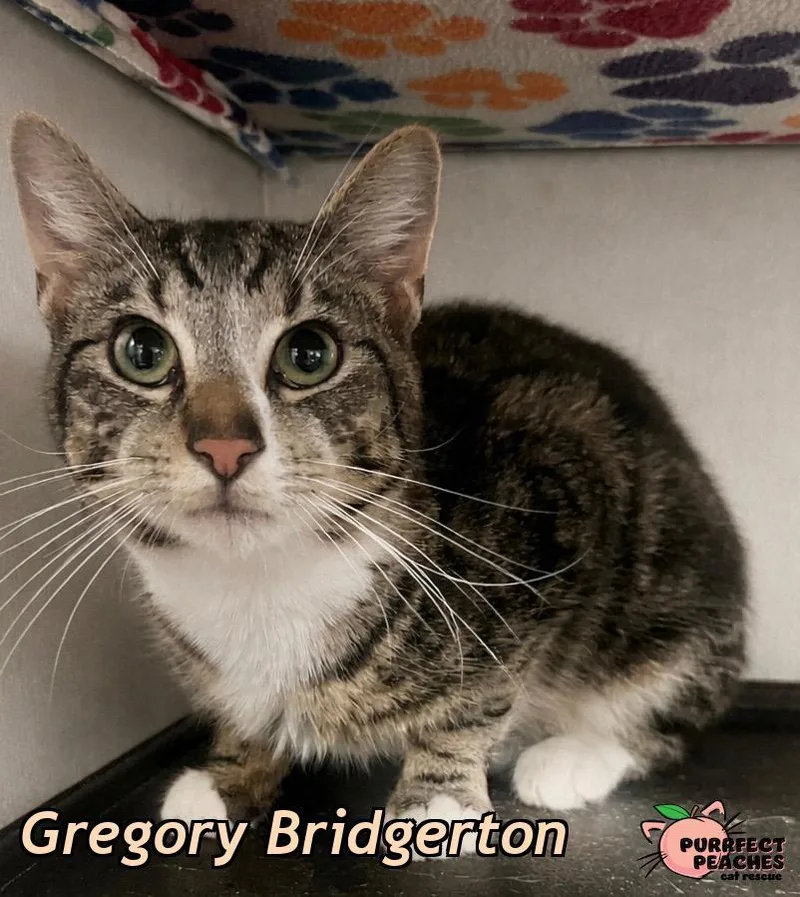 A baby medium-sized male Domestic Short Hair cat named Gregory Bridgerton for adoption in Douglasville, GA