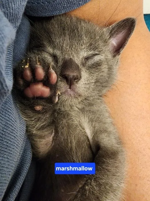 A young medium-sized male Domestic Short Hair cat named Marshmallow for adoption in Denver, CO