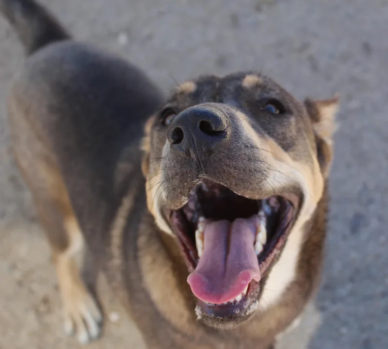 A young large-sized female Shepherd dog named Evie for adoption in Yucca Valley, CA