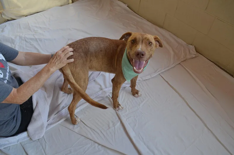 A baby medium-sized female Hound dog named Excel for adoption in McKinney, TX