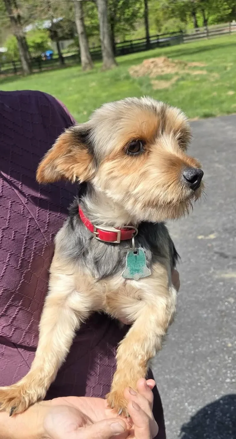 An adult small-sized female Yorkshire Terrier dog named Ivy for adoption in Havertown, PA