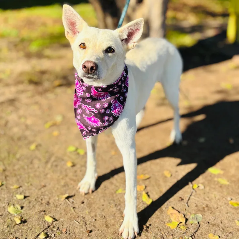 An adult medium-sized female Mixed Breed dog named Heady for adoption in Bastrop, TX