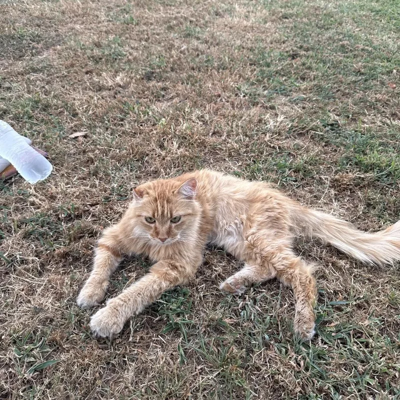 A young medium-sized female Buff / Tan / Fawn Domestic Medium Hair cat named Ginger for adoption in Tulsa, OK