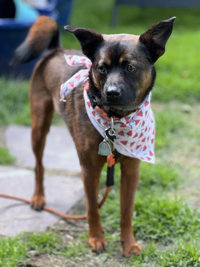 Franklin thumbnail 2