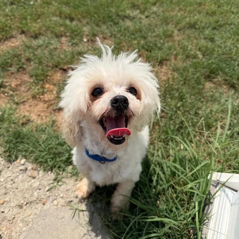 An adult small-sized female White / Cream Mixed Breed dog named Chloe for adoption in Fredericksburg, VA