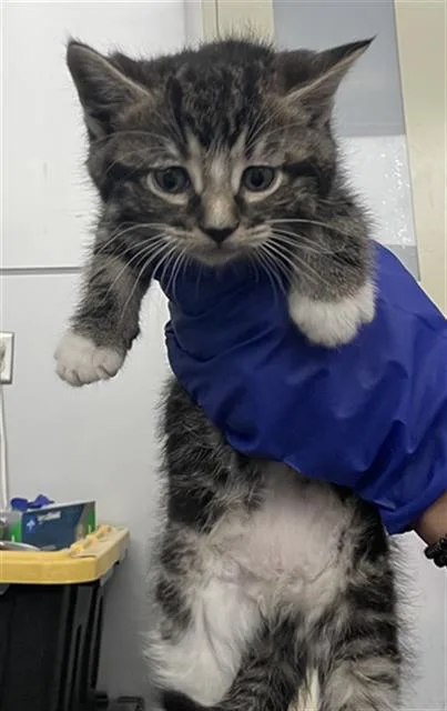 A baby medium-sized female Domestic Short Hair cat named Rapunzel for adoption in Dallas, TX