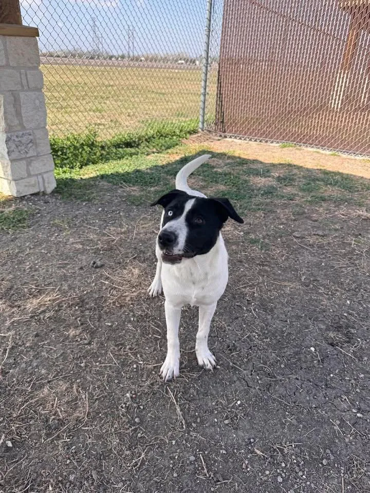 Betty Davis thumbnail 3